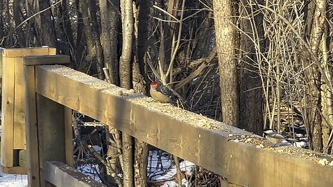 Red-Bellied Wood Pecker James Gardens Toronto 3