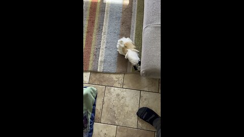 Pip and Squeak investigating