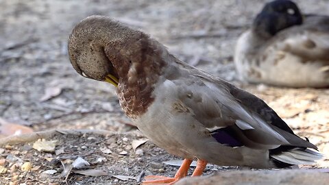 CatTV: Duck clean to sleep