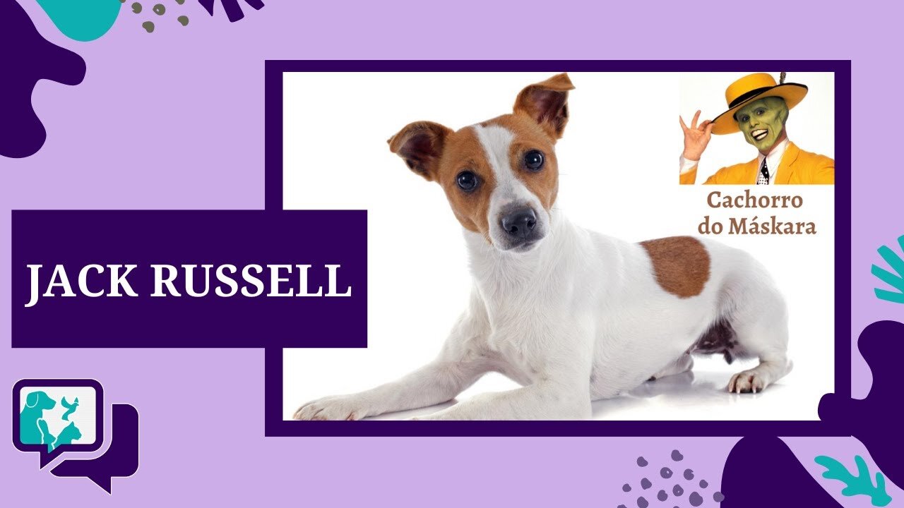 JACK RUSSELL: TUDO SOBRE A RAÇA