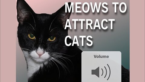 Sounds that attract cats - Meow to make cats come to you