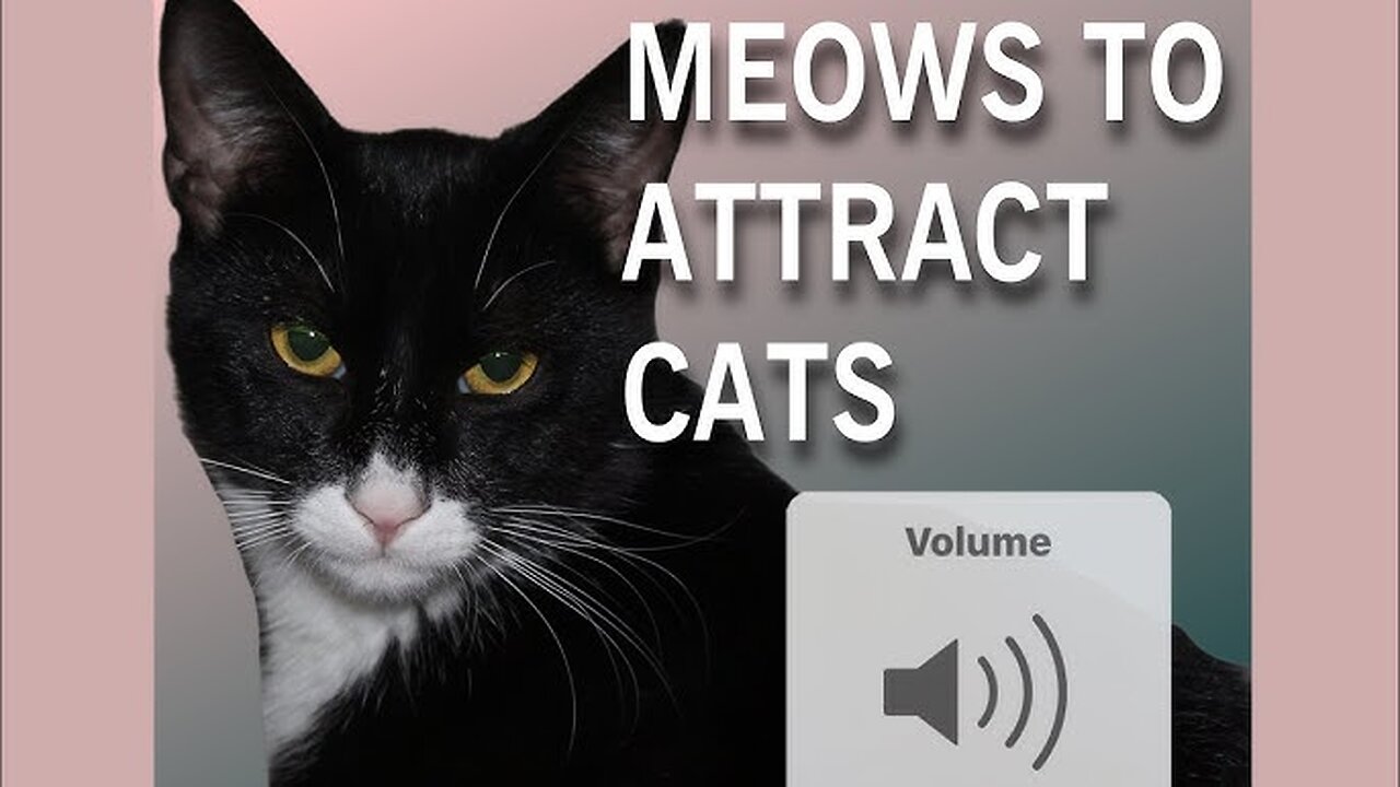 Sounds that attract cats - Meow to make cats come to you