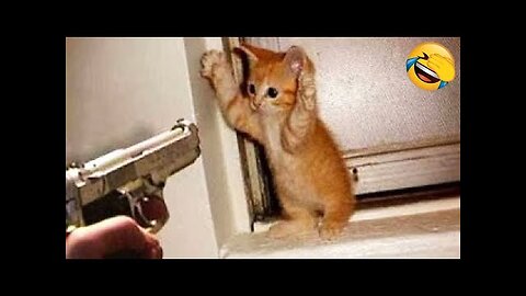 Funny Cats and Dogs 🐱🐶