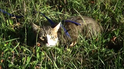 Small Cat Goes for a Walk in the Park