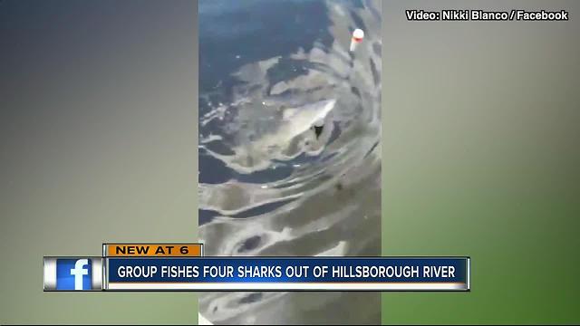 Tampa residents shocked to find bull sharks in Hillsborough River