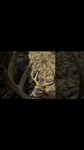 BIGGEST 8 point EVER killed in Missouri with a Bow! #bowhunting #recordbreaker