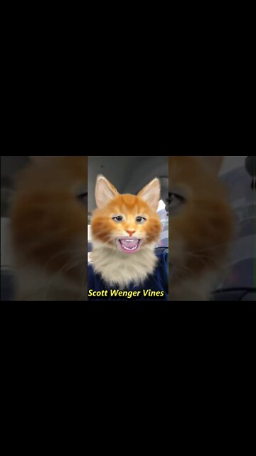 Do You Know What Its Like To Be A Kitty CAT!