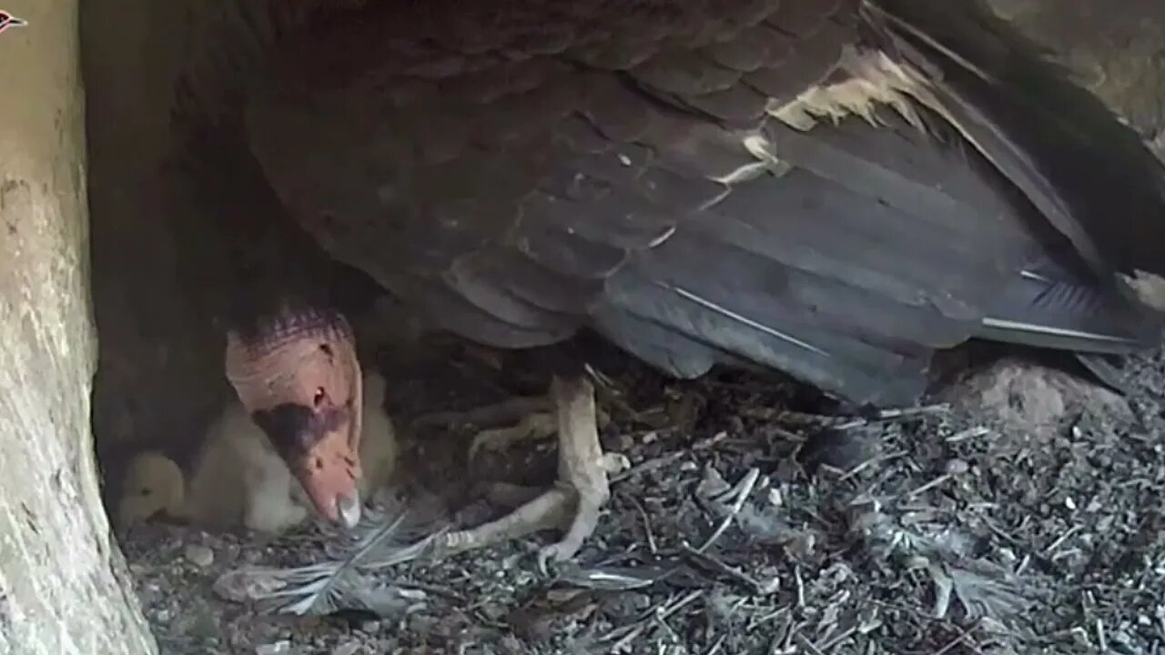 Last time I saw Baby Condor. Cam has been down. 5-25-22