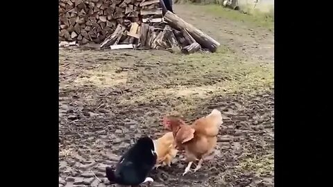 Chicken Solidarity ❤️🤣🤣 #shorts