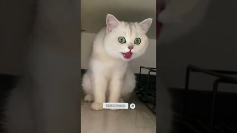 cute cat videos 😹 funny videos 😂💚🤩