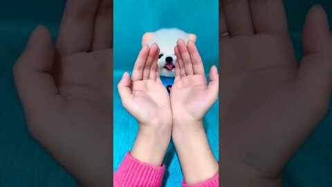 So Cute Puppy dog ||🐕🥰 #shorts #shortsfeed #youtubepets_&_animals