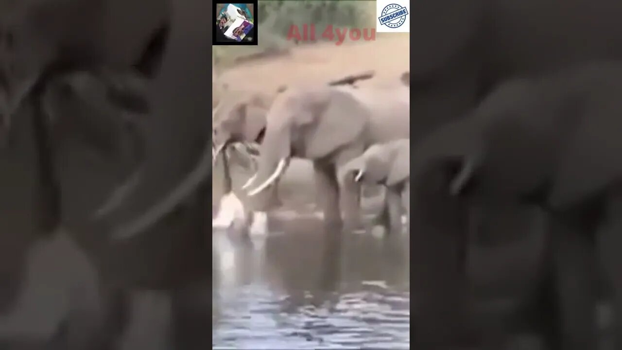 Crocodile attacks# Elephant#