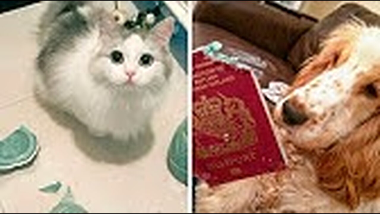 Cute baby animals Videos Compilation cute moment of the animals - Cutest Animals