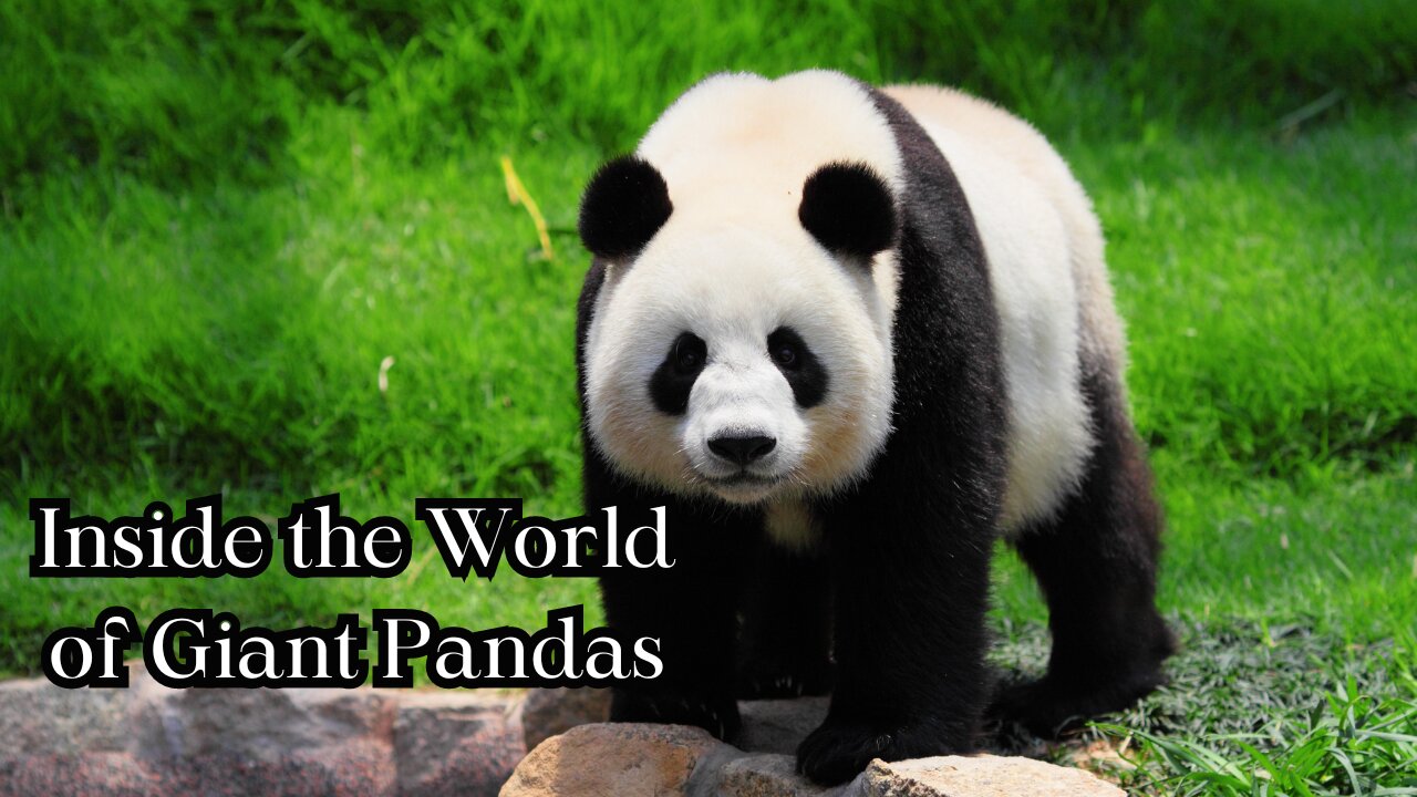 Inside the World of Giant Pandas