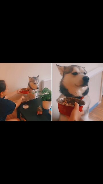 Trying To Feed A Stubborn Husky Is Nearly Impossible