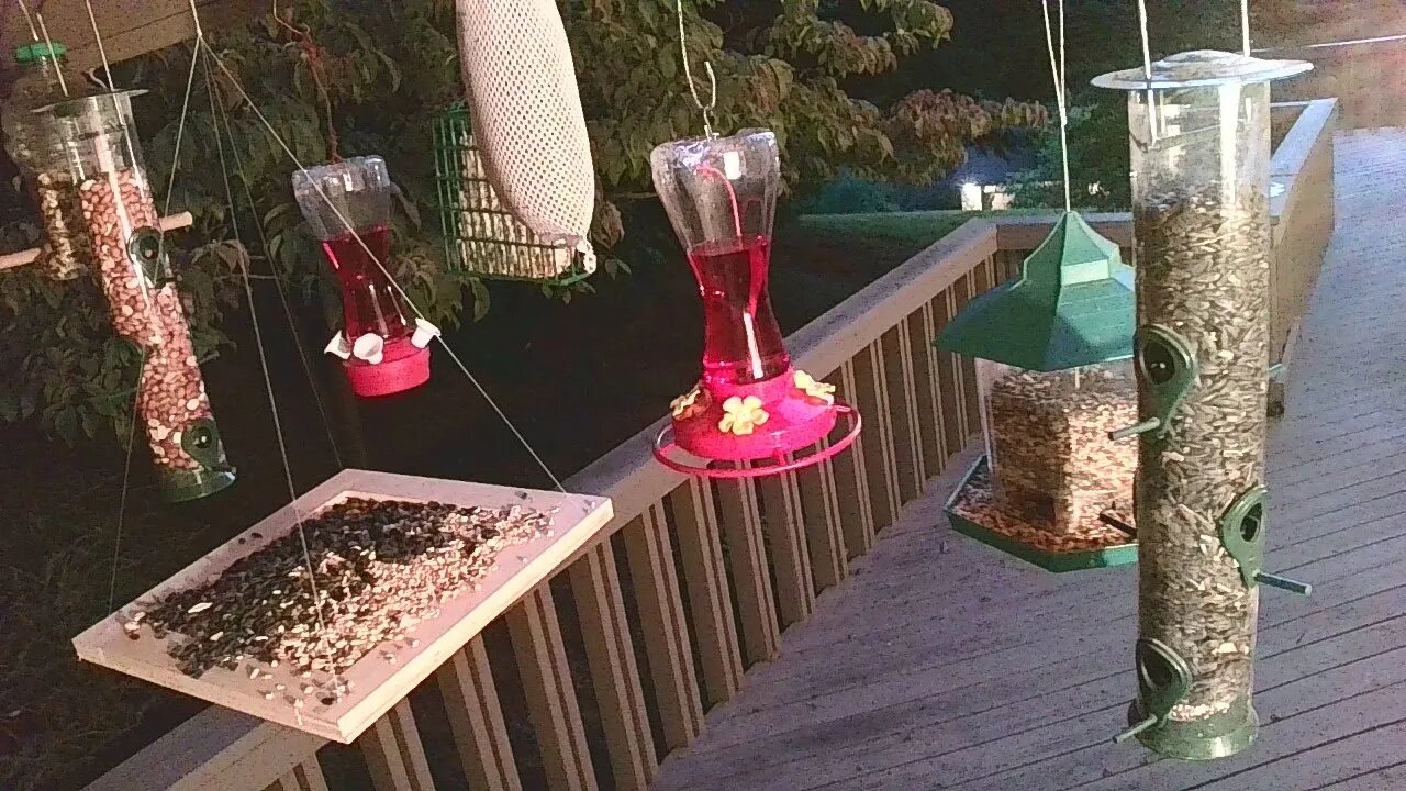 Live Sept 18 2021 Bird Feeder in Asheville NC. In the mountains