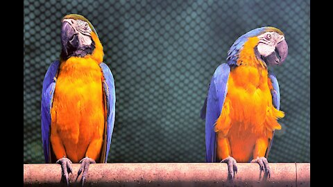 Hermosas aves