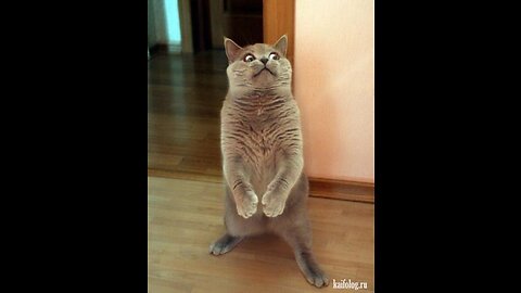 Cat is funny