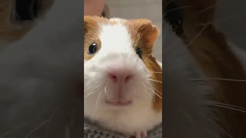 O que ele falou? #shorts