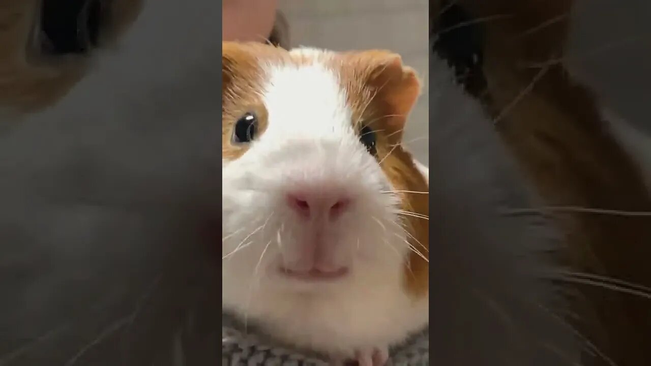 O que ele falou? #shorts