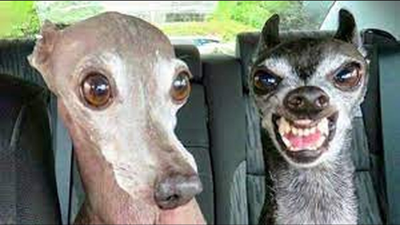 Try not to laugh very funny animals videos (99,9% people lose)
