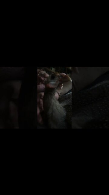 Matilda the disabled Guinea fowl enjoys cuddles but we discuss sad news 🥲 her two sisters died