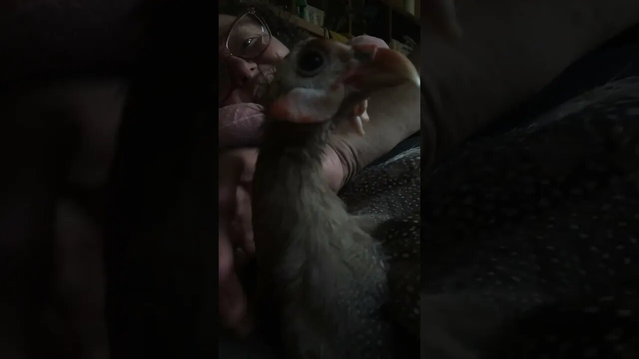 Matilda the disabled Guinea fowl enjoys cuddles but we discuss sad news 🥲 her two sisters died