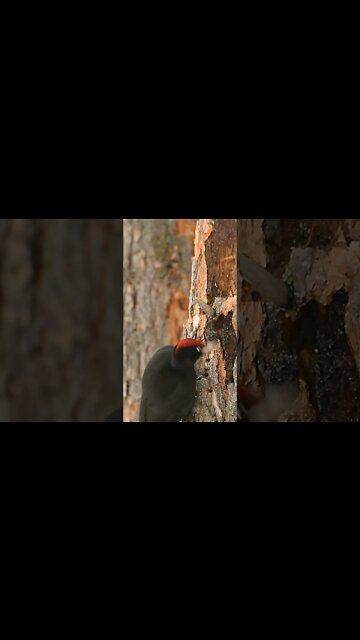 woodpecker birds//woodpecker amazing nest making.#ZOOTV #zootv #shortvedio #ZOO TV