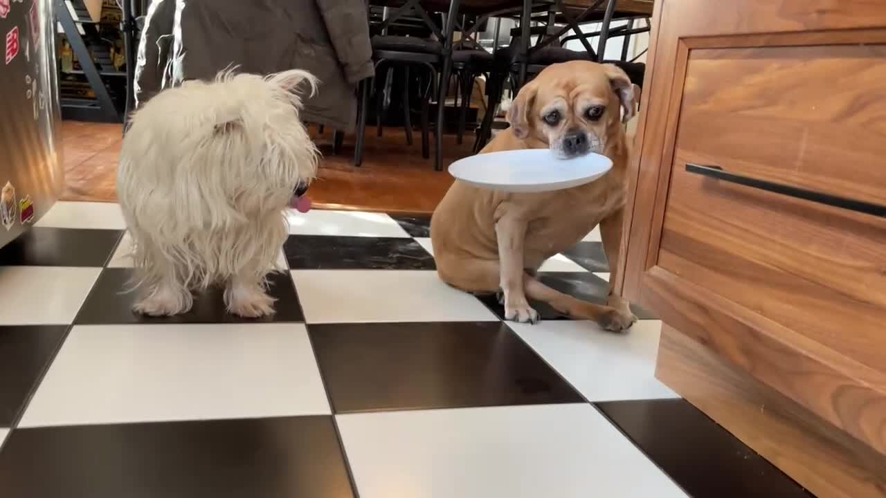 Paralyzed puggle demonstrates amazing trick to clean plate