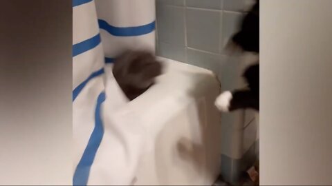 Dog Gets A Surprise From Cat Gets Scared