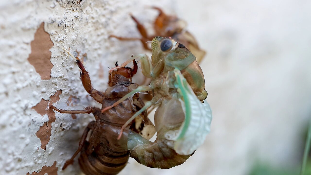 Cicada Molting