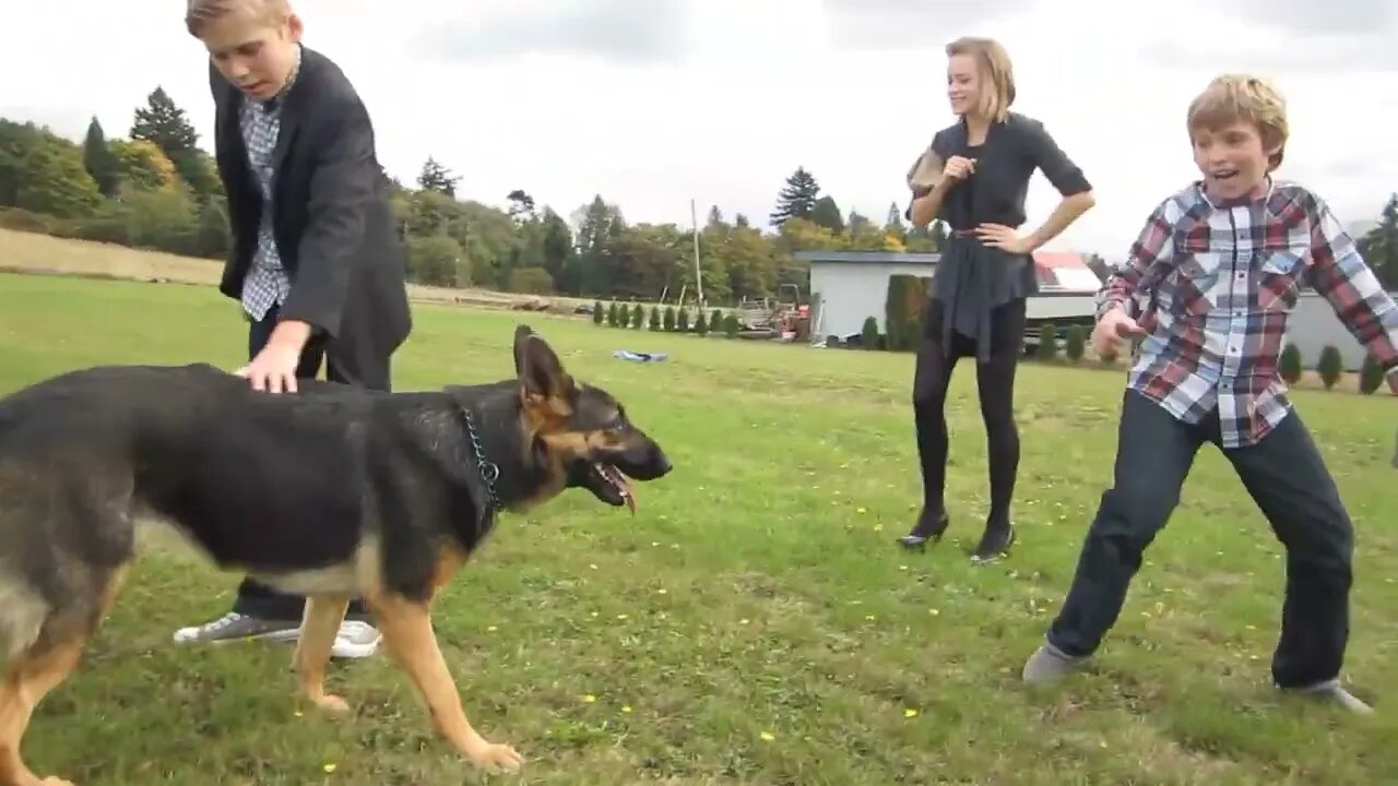 German Shepherd Puppy Barking...#shorts #barking