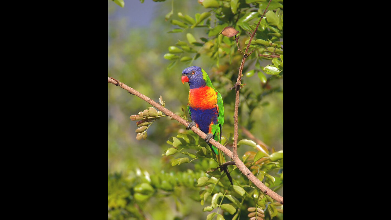 How a little bird used to live in nature?!