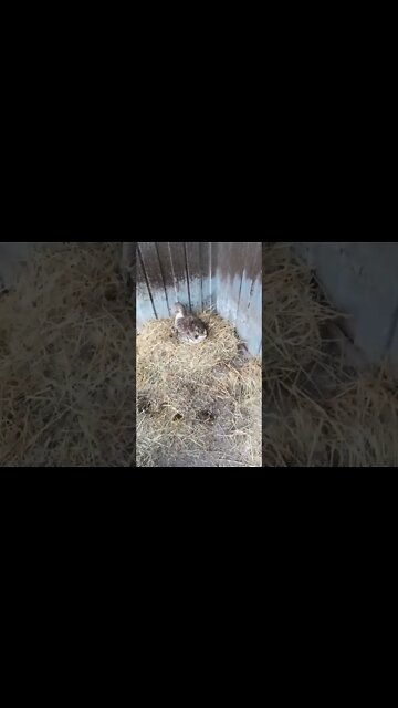 Good morning Ezra his girl is sitting on eggs