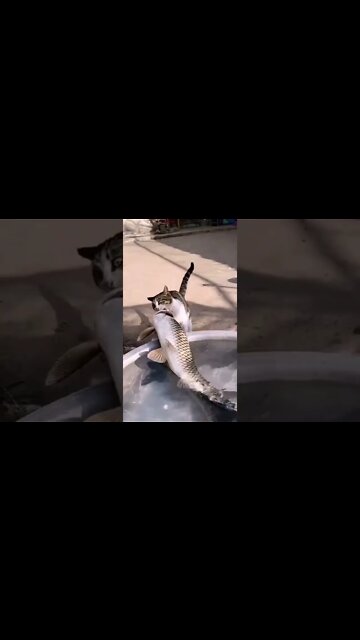 O GATO PÉGOU 1 PEIXE GRANDE #shorts
