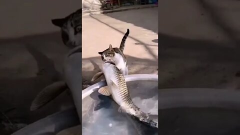 O GATO PÉGOU 1 PEIXE GRANDE #shorts