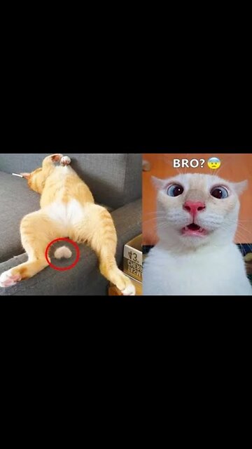 Funny Animal Videos 2022 |