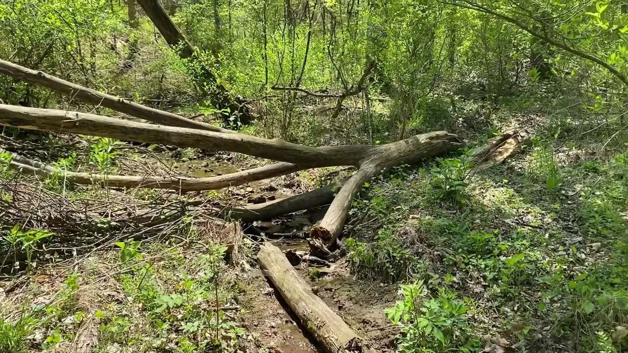 More from Mr. hedgehog at the new Homestead