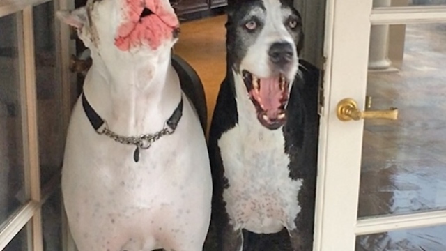 Two Great Danes complain they don't want to go out in the rain