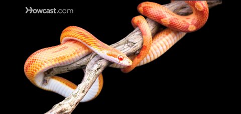 How to Take Care of a Corn Snake _ Pet Snakes very well