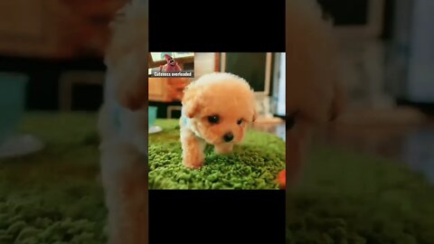 Cuteness Overloaded. Cute puppy 🐶!! #like #support #subscribe #shorts #cute #puppylove #youtube