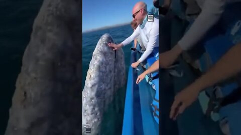 🐳Friendly Whale gets a smooch from tourists🐳#shorts