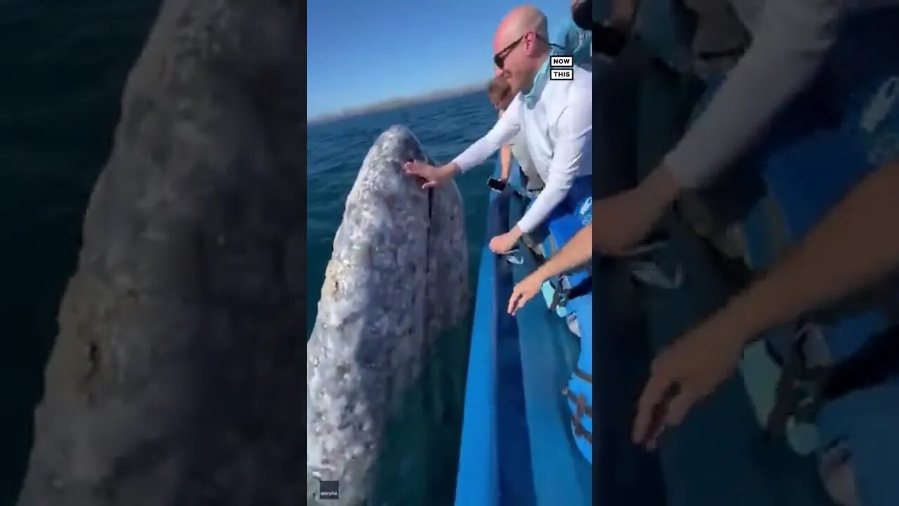 🐳Friendly Whale gets a smooch from tourists🐳#shorts