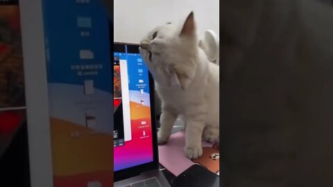 Bite the laptop screen #shorts #cat