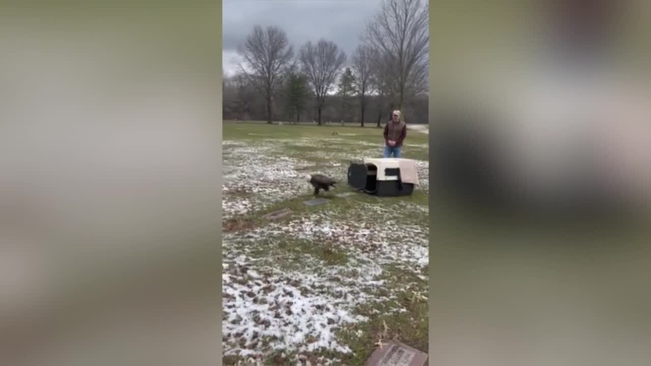 Rehabbed eagle released in Brownstown Twp. cemetery