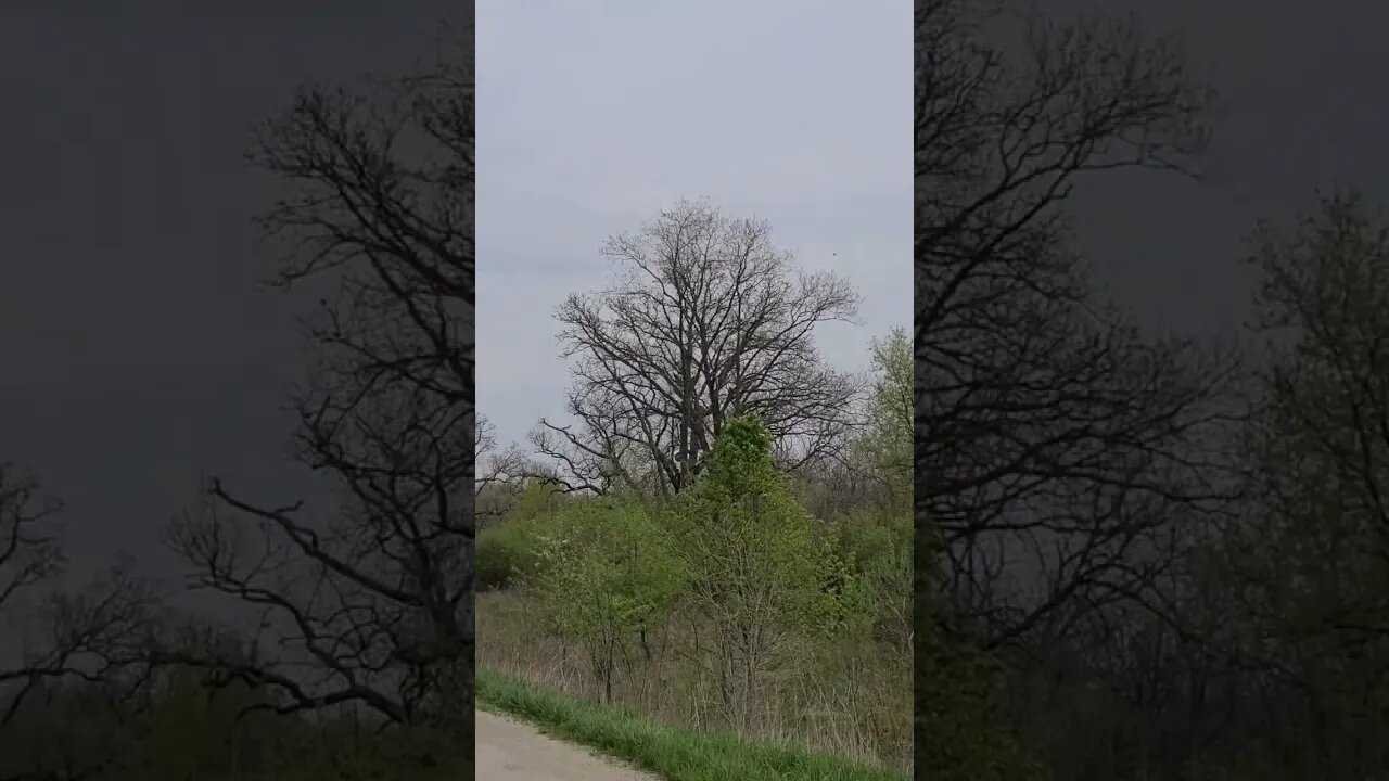 Vultures soaring and in the trees 🌳 at the Farm 🌳 🚜