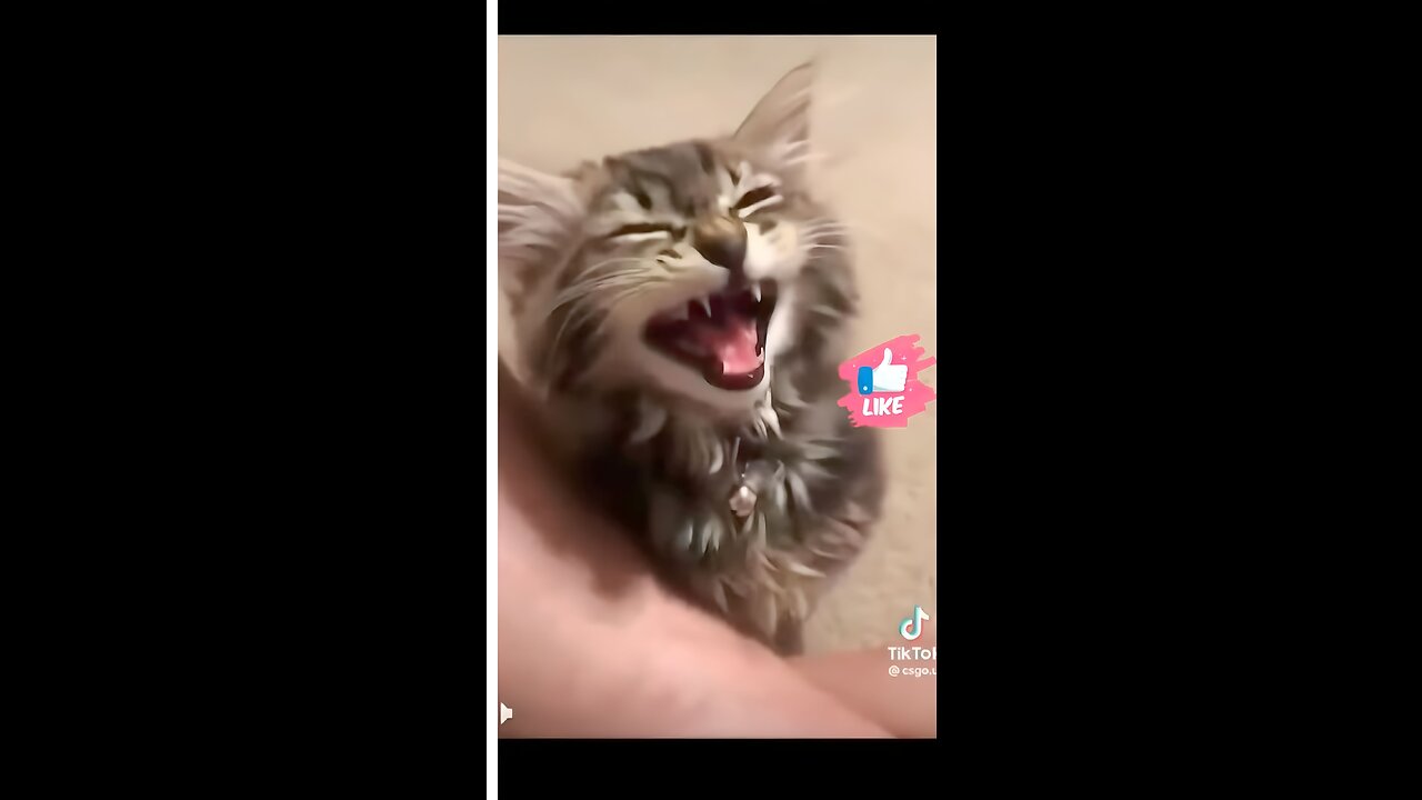 Funny Animal Video 🤣🤣🤣