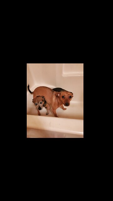 The Dogs Reaction To Knowing It's Bathtime