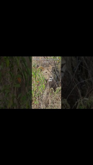 Maasai Mara Sightings Today 09/08/21 (Lions, Cheetah, Buffalo, etc) | Zebra Plains | #shorts