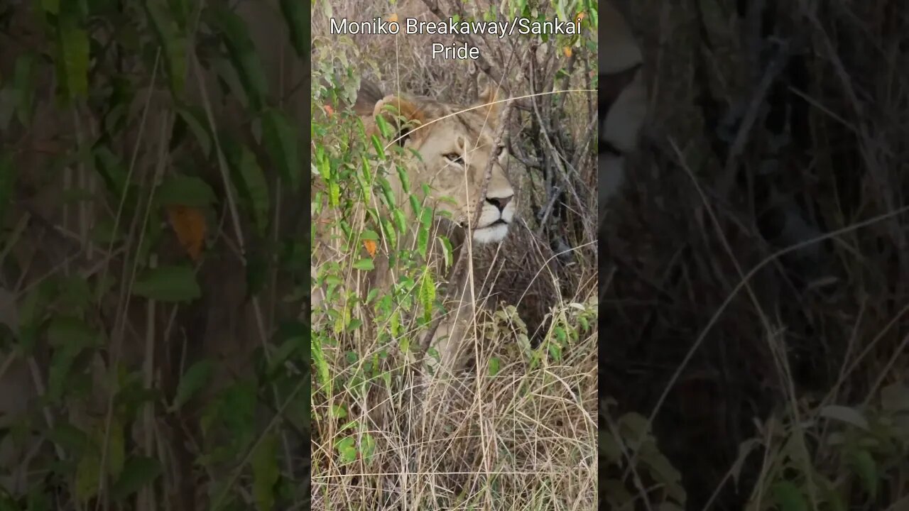 Maasai Mara Sightings Today 09/08/21 (Lions, Cheetah, Buffalo, etc) | Zebra Plains | #shorts